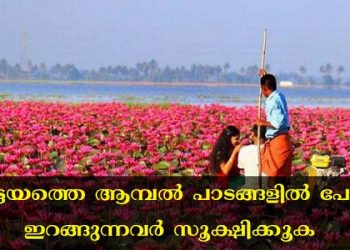 ആമ്പൽ വേണോ ജീവൻ വേണോ? കോട്ടയത്തെ ആമ്പൽ പാടങ്ങളിൽ പോയി ഇറങ്ങുന്നവർ സൂക്ഷിക്കുക !!