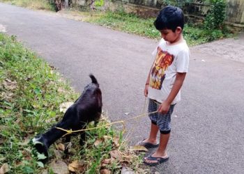 ആടുകള്‍ കൂട്ടിനെത്തി;  മൂന്നാം ക്ലാസുകാരനായ വൈഷ്ണവ് ഇപ്പോള്‍ വളരെ തിരക്കിലാണ്; എല്ലാ കുട്ടികൾക്കും ആട്ടിൻകുട്ടികൾ; പദ്ധതി ഇങ്ങനെ;