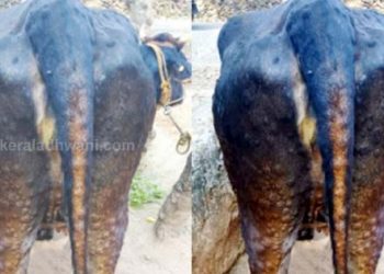 പ​ശു​ക്ക​ളി​ൽ ച​ർ​മ​ മു​ഴ രോ​ഗം സ്ഥിതീകരിച്ചതോടുകൂടി മാട്ടിറച്ചിക്കു ആവശ്യക്കാർ കുറവ്;  മാട്ടിറച്ചിയുടെ വില ഇടിയുന്നു;  പ്രതിരോധ കുത്തിവയ്പ്പ് ഏക പോം വഴി; മനുഷ്യരിലേക്ക് രോഗം പടരില്ല;  ആശങ്ക വേണ്ടന്നു അധികൃതർ