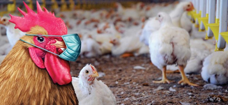 കൊറോണയൊന്നുമില്ല, ചിക്കനാണ് താരം ; മലയാളികളുടെ ചിക്കൻ പ്രിയത്തിന് കൊറോണ ഒരു വിഷയമേയല്ല