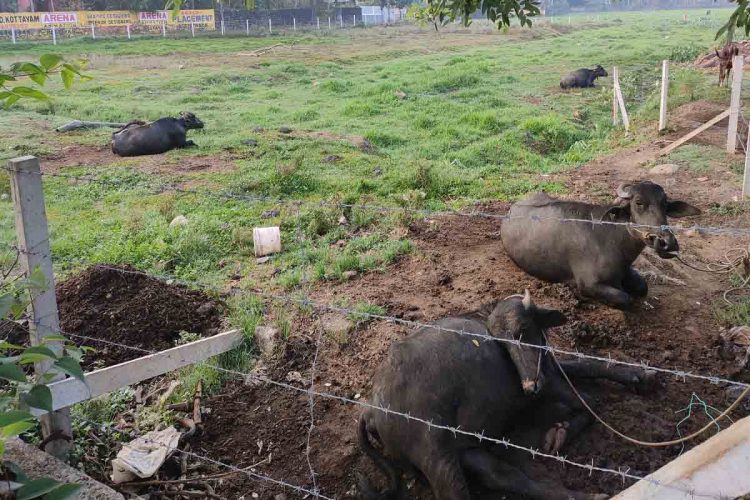 സർക്കാർ പറഞ്ഞത് ഒരു മീറ്ററെങ്കിൽ അതുക്കും മേലെ ഞങ്ങൾ; മാങ്ങാനം മന്ദിരം കലുങ്കിന് സമീപത്തു നിന്നുള്ള കാഴ്ച്ച;