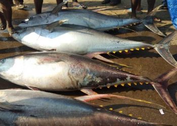 2400 കിലോഗ്രാം പഴകിയ മത്സ്യം പിടികൂടി; വാഹനവും പിടിച്ചെടുത്തു