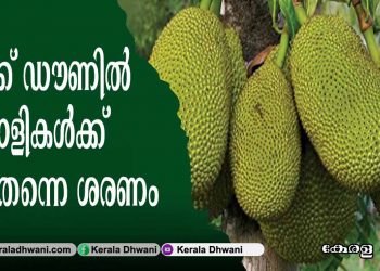 കൊറോണക്കാലം വന്നതോടെ നാട്ടിൻ പുറങ്ങളിൽ ചക്ക ശരണം; ചക്ക കൊണ്ടുള്ള തകർപ്പൻ വിഭവങ്ങളുമായി വീട്ടമ്മമാർ; ചക്കയുടെ മടലും , ചകിണിയും വരെ തോരൻ; ചക്കക്കുരു ഷേക്കിനും ആവശ്യക്കാർ ഏറുന്നു;