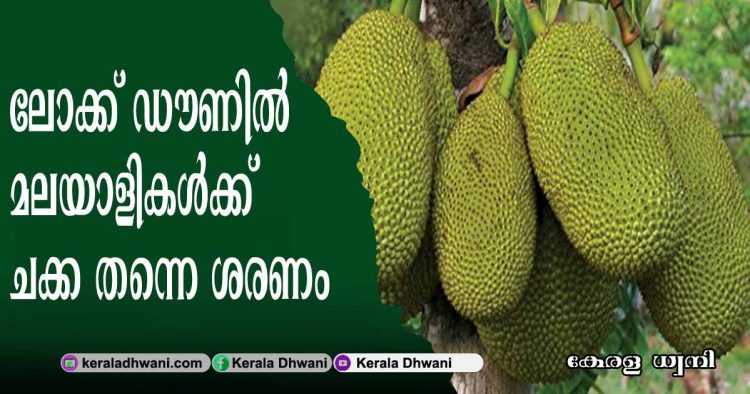 കൊറോണക്കാലം വന്നതോടെ നാട്ടിൻ പുറങ്ങളിൽ ചക്ക ശരണം; ചക്ക കൊണ്ടുള്ള തകർപ്പൻ വിഭവങ്ങളുമായി വീട്ടമ്മമാർ; ചക്കയുടെ മടലും , ചകിണിയും വരെ തോരൻ; ചക്കക്കുരു ഷേക്കിനും ആവശ്യക്കാർ ഏറുന്നു;