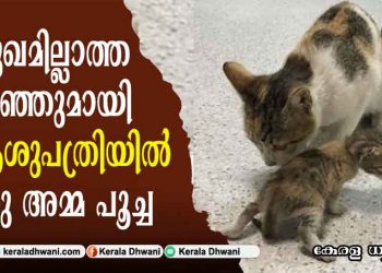 സുഖമില്ലാത്ത കുഞ്ഞുമായി ആശുപത്രിയില്‍ അത്യാഹിത വിഭാഗത്തിന് മുന്നില്‍ ഒരു അമ്മ പൂച്ച;