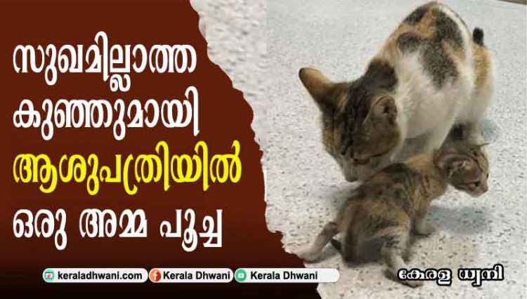 സുഖമില്ലാത്ത കുഞ്ഞുമായി ആശുപത്രിയില്‍ അത്യാഹിത വിഭാഗത്തിന് മുന്നില്‍ ഒരു അമ്മ പൂച്ച;