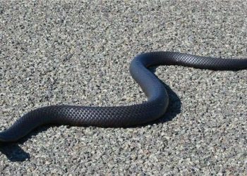 മരണം പാമ്പിന്റെ രൂപത്തിൽ തന്നെ വന്നത് രണ്ടു തവണ; മൂന്നു മാസത്തിനിടെ രണ്ടു തവണ പാമ്പു കടിയേറ്റ ഉത്ര മരിച്ചു;