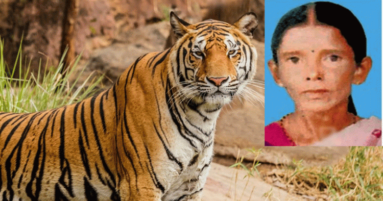 ഭര്‍ത്താവും അയല്‍വാസികളും നോക്കി നില്‍ക്കെ വീട്ടമ്മയെ കടുവ പിടിച്ചുകൊണ്ടുപോയി