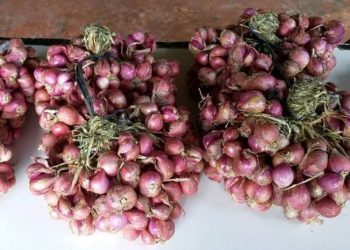 ഉള്ളി, സവാള വില വീണ്ടും കുതിച്ചുയർന്നു; നൂറ് രൂപയ്ക്ക് അടുത്തെത്തി, ഇനിയും വർധിക്കുമെന്ന് വ്യാപാരികൾ