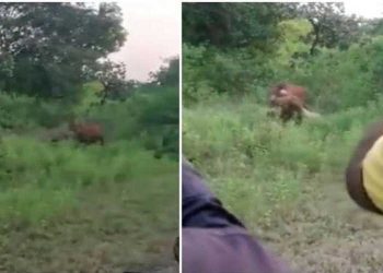 സിംഹത്തിന്റെ വേട്ട ലൈവായി കാണുവാന്‍ യുവാക്കള്‍ ചെയ്തത് കൊടും ക്രൂരത; പ്രതിഷേധം ആളുന്നു