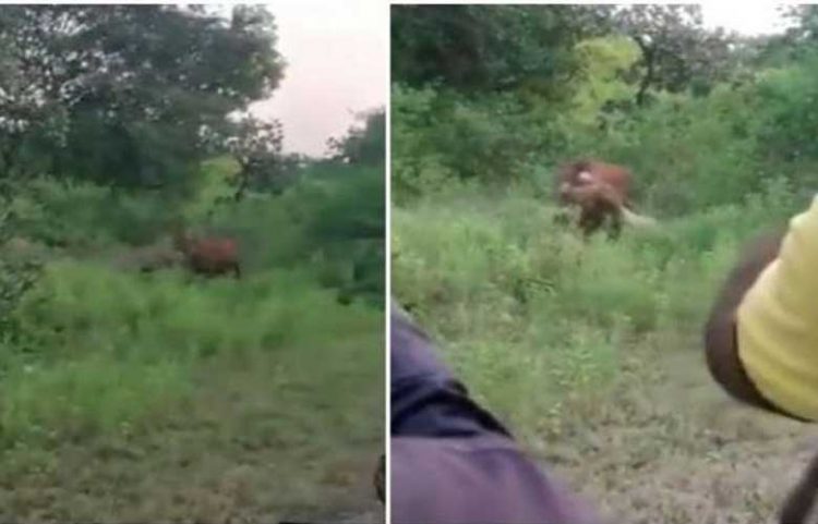 സിംഹത്തിന്റെ വേട്ട ലൈവായി കാണുവാന് യുവാക്കള് ചെയ്തത് കൊടും ക്രൂരത; പ്രതിഷേധം ആളുന്നു