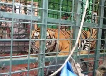 നെയ്യാര്‍ സഫാരി പാര്‍ക്കില്‍ നിന്ന് രക്ഷപ്പെട്ട കടുവയെ മയക്കുവെടിവച്ച് പിടികൂടി