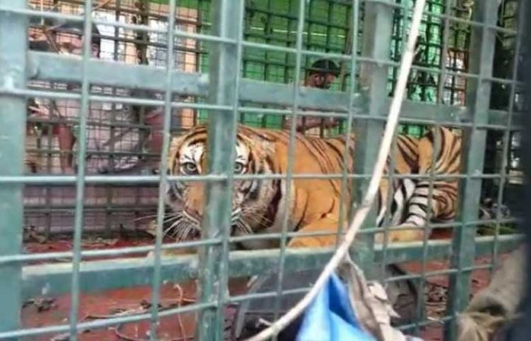 നെയ്യാര്‍ സഫാരി പാര്‍ക്കില്‍ നിന്ന് രക്ഷപ്പെട്ട കടുവയെ മയക്കുവെടിവച്ച് പിടികൂടി