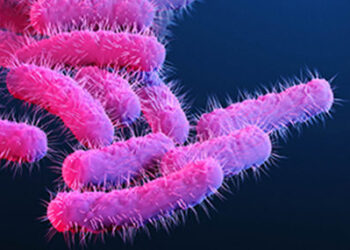 എന്താണ് ഷിഗെല്ല രോഗം? ലക്ഷണങ്ങള്‍ എന്തെല്ലാം?