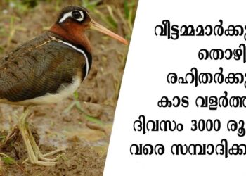 വീട്ടമ്മമാർക്കും തൊഴിൽരഹിതർക്കും കാട വളർത്തി ദിവസം 3000 രൂപ വരെ സമ്പാദിക്കാം