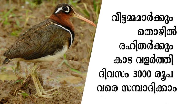 വീട്ടമ്മമാർക്കും തൊഴിൽരഹിതർക്കും കാട വളർത്തി ദിവസം 3000 രൂപ വരെ സമ്പാദിക്കാം