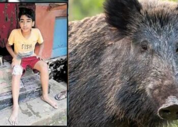 ഉറങ്ങിക്കിടന്ന ഇരട്ടക്കുട്ടികള്‍ക്ക് നേരെ പാഞ്ഞടുത്ത് കാട്ടുപന്നി; സ്വന്തം ജീവന്‍ പണയം വെച്ച് കാട്ടുപന്നിയോട് പൊരുതി 11കാരന്‍ റോബിന്‍! അത്ഭുത രക്ഷ