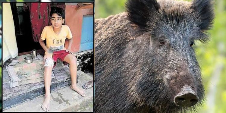 ഉറങ്ങിക്കിടന്ന ഇരട്ടക്കുട്ടികള്ക്ക് നേരെ പാഞ്ഞടുത്ത് കാട്ടുപന്നി; സ്വന്തം ജീവന് പണയം വെച്ച് കാട്ടുപന്നിയോട് പൊരുതി 11കാരന് റോബിന്! അത്ഭുത രക്ഷ