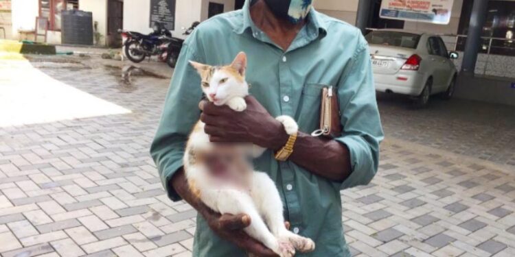 കരള്‍ തുളച്ചിറങ്ങിയ പെല്ലറ്റ് ചിന്നുവിന്റെ ജീവനെടുത്തു; വൈക്കം തലയാഴത്ത് അയല്‍വാസിയുടെ വെടിയേറ്റ വളര്‍ത്തു പൂച്ച ചത്തു