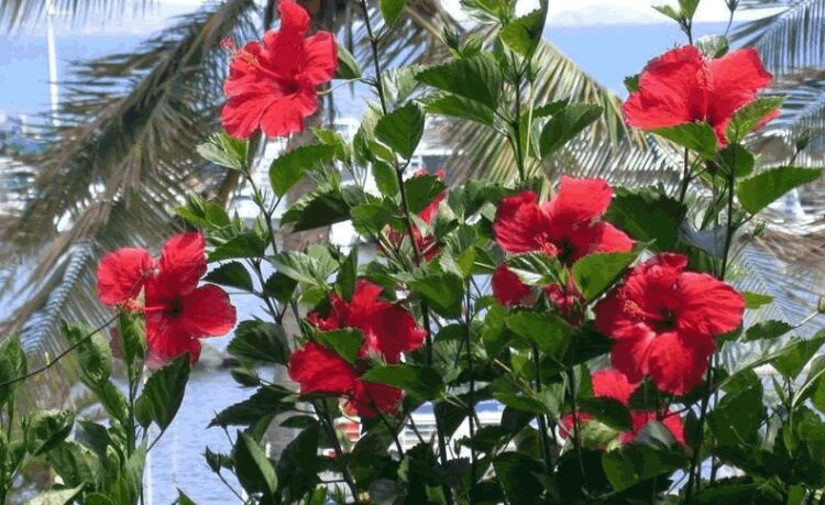 കാടാണെന്ന് കരുതി വെട്ടിക്കളയേണ്ട; ചെമ്പരത്തി വെറും ചെടിയല്ല, ഇപ്പോള്‍ നൂറുഗ്രാം പൂവിന് 350 രൂപ വരെ! വര്‍ഷം നൂറുകോടിയുടെ കയറ്റുമതിയും