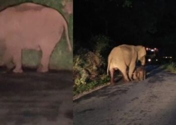 നടുറോഡില്‍ കാട്ടാനയ്ക്ക് സുഖപ്രസവം; കൗതുകക്കാഴ്ച ജല്ലിമലക്കും ചമ്പക്കാടിനുമിടയില്‍