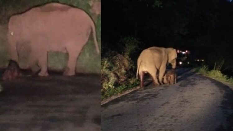 നടുറോഡില്‍ കാട്ടാനയ്ക്ക് സുഖപ്രസവം; കൗതുകക്കാഴ്ച ജല്ലിമലക്കും ചമ്പക്കാടിനുമിടയില്‍