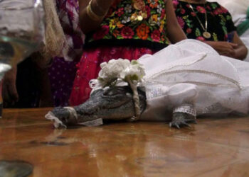 ‘പ്രകൃതി കനിയണം’ : ചീങ്കണ്ണിയെ വിവാഹം ചെയ്ത് മെക്‌സിക്കന്‍ മേയര്‍