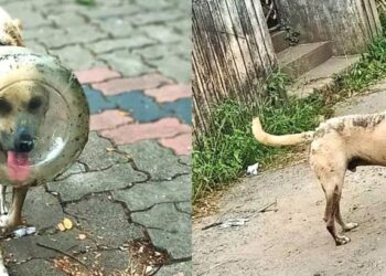 കുപ്പിവെള്ള ടാങ്കിനുള്ളില്‍ തല കുടുങ്ങി; തെരുവുനായയ്ക്ക് രക്ഷകരായി അഗ്‌നിരക്ഷാസേന