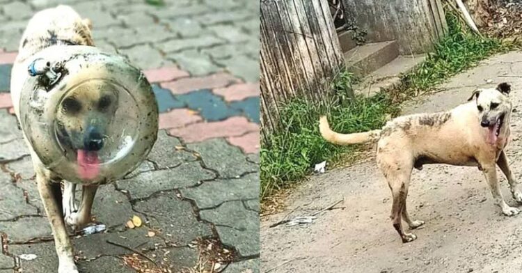 കുപ്പിവെള്ള ടാങ്കിനുള്ളില്‍ തല കുടുങ്ങി; തെരുവുനായയ്ക്ക് രക്ഷകരായി അഗ്‌നിരക്ഷാസേന