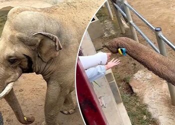 മൃഗശാല സന്ദർശനത്തിനെത്തിയ കുട്ടിയുടെ ഷൂ വേലിക്കെട്ടിനുള്ളിലേയ്ക്ക് വീണു; തുമ്പികൈയിലെടുത്ത് കുട്ടിക്ക് തിരികെ നൽകി ആന