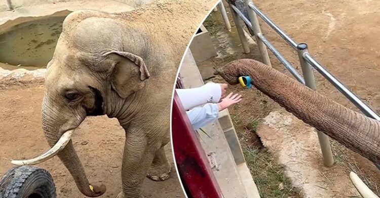 മൃഗശാല സന്ദർശനത്തിനെത്തിയ കുട്ടിയുടെ ഷൂ വേലിക്കെട്ടിനുള്ളിലേയ്ക്ക് വീണു; തുമ്പികൈയിലെടുത്ത് കുട്ടിക്ക് തിരികെ നൽകി ആന