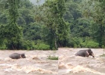 കനത്ത മഴ; ചാലക്കുടി പുഴയില്‍ ആന ഒഴുക്കില്‍പ്പെട്ടു