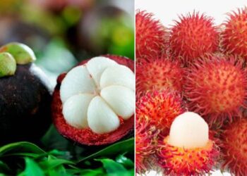 വിദേശപഴങ്ങളുടെ പറുദീസയായി പരിയാരം; മങ്കോസ്റ്റീനും റംബൂട്ടാനും വിളയിച്ച് ഇരട്ടിലാഭം നേടി കര്‍ഷകര്‍