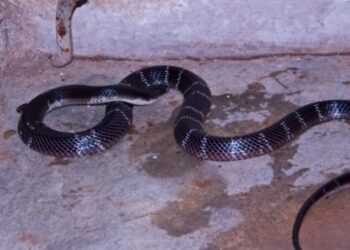 പിടികൂടിയ വിഷപ്പാമ്പിനെ കഴുത്തിൽ ചുറ്റി രണ്ട് മണിക്കൂറിലേറെ ഗ്രാമത്തിൽ പ്രകടനം നടത്തിയ വ്യക്തിക്ക് അതേ പാമ്പിന്റെ കടിയേറ്റ് ദാരുണാന്ത്യം