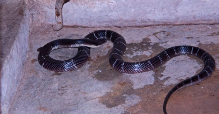 പിടികൂടിയ വിഷപ്പാമ്പിനെ കഴുത്തിൽ ചുറ്റി രണ്ട് മണിക്കൂറിലേറെ ഗ്രാമത്തിൽ പ്രകടനം നടത്തിയ വ്യക്തിക്ക് അതേ പാമ്പിന്റെ കടിയേറ്റ് ദാരുണാന്ത്യം