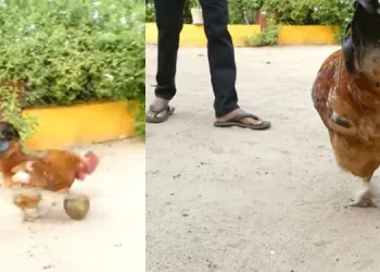 ആറാം ക്ലാസുകാരനോപ്പം ഫുട്‌ബോള്‍ കളിക്കുന്ന ഗിരിരാജന്‍ കോഴി; നാട്ടില്‍ വൈറലായി ഒരു അപൂര്‍വ്വ സൗഹൃദം