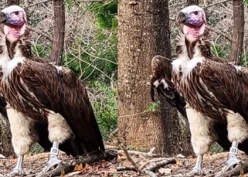 അസാധാരണമായ മുറിവുകള്‍, ദുരൂഹ സാഹചര്യത്തില്‍ കഴുകന്റെ മരണം; വിവരം നല്‍കുന്നവര്‍ക്ക് എട്ട് ലക്ഷം രൂപ പ്രതിഫലം പ്രഖ്യാപിച്ച് മൃഗശാല