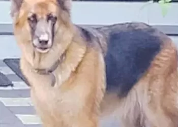 മുറ്റം വൃത്തിയാക്കുന്നതിനിടെ കൈയിൽ എന്തോ കടിച്ചു, കരുതിയത് പൂച്ച മാന്തിയതെന്ന്; പാഞ്ഞെത്തി ജൂലി മൂർഖനെ കടിച്ചു കുടഞ്ഞിട്ടു! അധ്യാപികയുടെ ജീവന് ‘രക്ഷകയായി’ വളർത്തുനായ