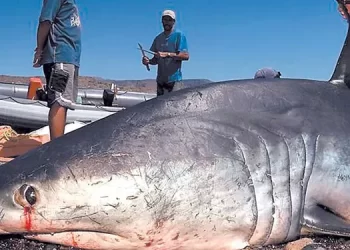 മത്സ്യത്തൊഴിലാളികള്‍ പിടിച്ച സ്രാവിന്റെ വയറ്റില്‍ മനുഷ്യന്റെ കൈ; ടാറ്റൂ തിരിച്ചറിഞ്ഞു, യുവാവ് കാണാതായ കേസില്‍ ഞെട്ടിക്കുന്ന വഴിത്തിരിവ്