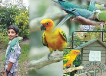 ഇ​ട​തൂ​ർ​ന്ന് വ​ള​രു​ന്ന കാ​പ്പി​തോ​ട്ട​ങ്ങ​ൾ​ക്കി​ടി​യി​ലൊ​രു പ​ക്ഷി​ക്കൂ​ടാരം