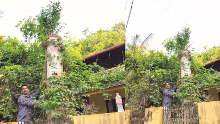 മു​ള​കു​ചെ​ടി​ക്ക് ഉ​യ​രം 16 അ​ടി; പ്ര​ദേ​ശ​വാ​സി​ക​ളെ​യും കാ​ര്‍​ഷി​ക ശാ​സ്ത്ര​ജ്ഞ​രെയും അ​ത്ഭു​ത​പ്പെ​ടു​ത്തി ഏ​ബ്ര​ഹാ​മി​ന്‍റെ മു​റ്റ​ത്തെ മു​ള​ക് ചെ​ടി