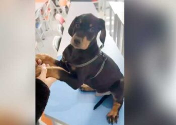 ച​ത്തു​പോ​യ നാ​യ​യ്ക്കു പ​ക​രം ‘ക്ലോ​ണിം​ഗ് നാ​യ’: ചെ​ല​വു 19 ല​ക്ഷം