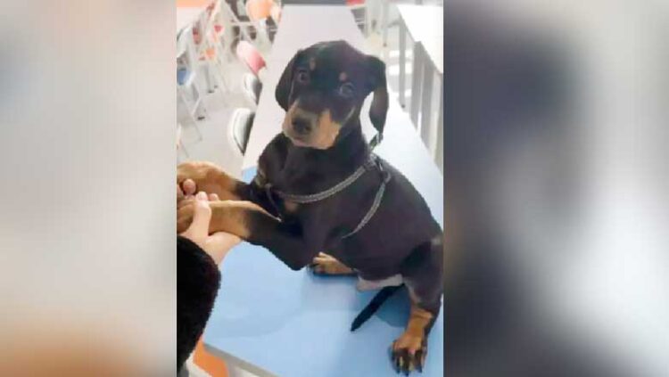 ച​ത്തു​പോ​യ നാ​യ​യ്ക്കു പ​ക​രം ‘ക്ലോ​ണിം​ഗ് നാ​യ’: ചെ​ല​വു 19 ല​ക്ഷം