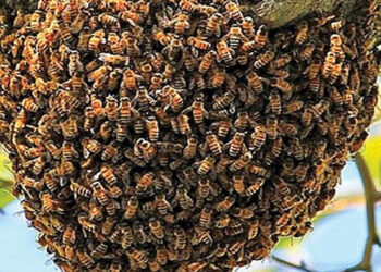 തേ​നീ​ച്ച​കൂ​ട്ടി​ലേ​ക്ക് ആ​രോ ക​ല്ലെ​റി​ഞ്ഞു; ഇ​ല്ലി​ക്ക​ൽ​ക്ക​ല്ലി​ൽ വി​നോ​ദ​സ​ഞ്ചാ​രി​ക​ൾ​ക്ക് പെ​രു​ന്തേ​നീ​ച്ച​യു​ടെ കു​ത്തേ​റ്റു