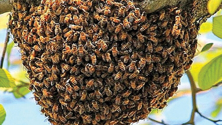 തേ​നീ​ച്ച​കൂ​ട്ടി​ലേ​ക്ക് ആ​രോ ക​ല്ലെ​റി​ഞ്ഞു; ഇ​ല്ലി​ക്ക​ൽ​ക്ക​ല്ലി​ൽ വി​നോ​ദ​സ​ഞ്ചാ​രി​ക​ൾ​ക്ക് പെ​രു​ന്തേ​നീ​ച്ച​യു​ടെ കു​ത്തേ​റ്റു