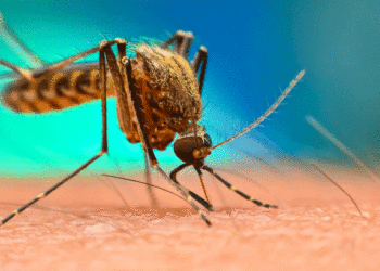 റീയൂണിയന്‍ ദ്വീപുകളില്‍ ചിക്കന്‍ഗുനിയ വ്യാപനം, കേരളം കരുതിയിരിക്കണമെന്ന് മുന്നറിയിപ്പ്