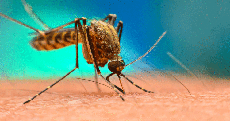 റീയൂണിയന്‍ ദ്വീപുകളില്‍ ചിക്കന്‍ഗുനിയ വ്യാപനം, കേരളം കരുതിയിരിക്കണമെന്ന് മുന്നറിയിപ്പ്