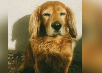 അ​ന്ധ​നാ​യ നാ​യ​യെ ലി​ഫ്റ്റി​ൽ ക​യ​റ്റ​രു​തെ​ന്ന് ഫ്ലാ​റ്റി​ലെ മ​റ്റ് താ​മ​സ​ക്കാ​ർ: നി​യ​മ​പോ​രാ​ട്ടം ന​ട​ത്താ​ൻ 51 -കാ​ര​ൻ