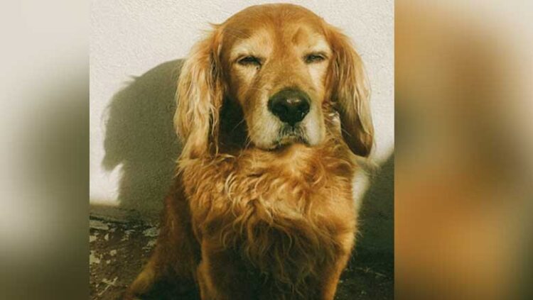 അ​ന്ധ​നാ​യ നാ​യ​യെ ലി​ഫ്റ്റി​ൽ ക​യ​റ്റ​രു​തെ​ന്ന് ഫ്ലാ​റ്റി​ലെ മ​റ്റ് താ​മ​സ​ക്കാ​ർ: നി​യ​മ​പോ​രാ​ട്ടം ന​ട​ത്താ​ൻ 51 -കാ​ര​ൻ