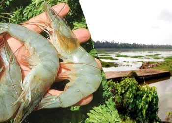 പൊ​ക്കാ​ളി പാ​ട​ശേ​ഖ​ര​ങ്ങ​ൾ മാ​റു​ന്നു, വ​നാ​മി ചെ​മ്മീ​ൻ കൃ​ഷി​യി​ലേക്ക്; നി​വേ​ദ​ന​വു​മാ​യി പ​രി​സ്ഥി​തി​പ്ര​വ​ർ​ത്ത​ക​ർ